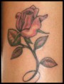 /album/galeria-de-fotos/rosas-jpg/